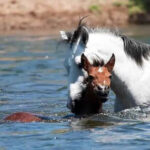 (VIDEO)Filly drowning in a river is rescued by heroic wild stallion