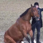 (VIDEO)Hilarious horse act is the funniest thing we saw today