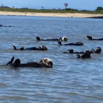 (VIDEO)Sea otters put on a show with unintentionally synchronized swimming routine