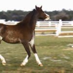 (VIDEO)Their Horse Is Frolicking In The Field — Then They Look At Her Legs And Gasp