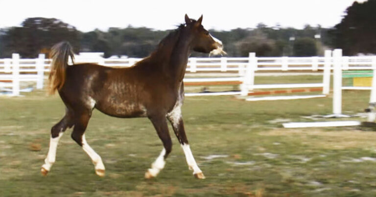 (VIDEO)Their Horse Is Frolicking In The Field — Then They Look At Her Legs And Gasp