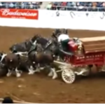 (VIDEO)Clydesdale Horses Collapse During Arena Show, Their Comeback Is Breathtaking