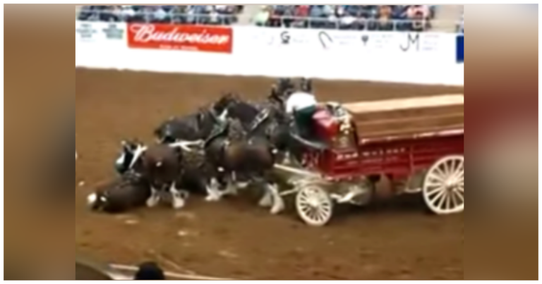 (VIDEO)Clydesdale Horses Collapse During Arena Show, Their Comeback Is Breathtaking