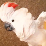 (VIDEO)Angry Cockatoo Throws Priceless Expletive-Filled Tantrum when It’s Time to Go to Bed