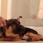 (VIDEO)He Hears His Owner Sing In The Shower, And Watch What This Dog Does Next