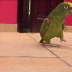 (VIDEO)You’ll Be In Tears Over This Parrot When He Makes His Hilarious Bathroom Appearance