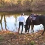 (VIDEO)Her Horse Has Never Been in Water, but When He Touches the Water His Reaction Is Priceless