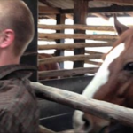 (VIDEO)Man Tries Not To Laugh While Filming, Horse’s Next Move Has People Crying With Laughter