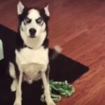 (VIDEO)Husky Gets a Scolding From Mom, Then Throws Oscar-Winning Tantrum