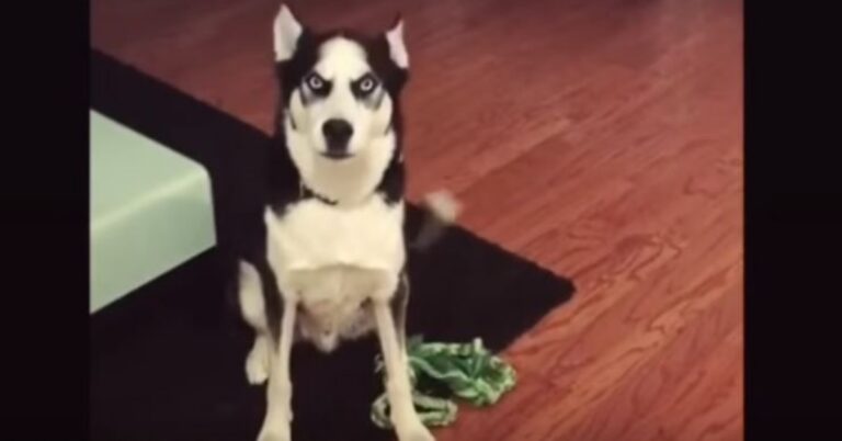 (VIDEO)Husky Gets a Scolding From Mom, Then Throws Oscar-Winning Tantrum