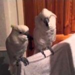 (VIDEO)Owner Starts Singing This Elvis Song to His Birds, What Happens Next Is INCREDIBLE!