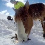 (VIDEO)Snowboarder Saw A Stranded Horse In The Freezing Mountains. When He Went Closer? I’m In Tears