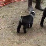 (VIDEO)2-Day-Old Pygmy Goat Is Loving Life, and We Can’t Get Enough  of His ‘Happy Dance’