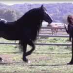 This Woman Calls For The Horse – His Next Move Took My Breath Away