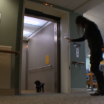 (VIDEO)Everyday This Dog Roams Around A Nursing Home. When I Saw Why I Was Completely Speechless, WOW!