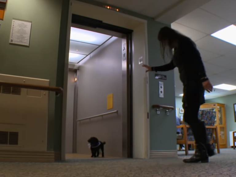 (VIDEO)Everyday This Dog Roams Around A Nursing Home. When I Saw Why I Was Completely Speechless, WOW!