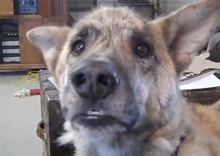 (VIDEO)Owner tells Dog that he Ate all the Food, Turn Up The Volume — We Still Can’t Stop Laughing.