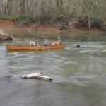 (VIDEO)Two Scared Dogs Are Trapped In A Canoe. When I Saw Who Came To Their Rescue, I Was Blown Away!