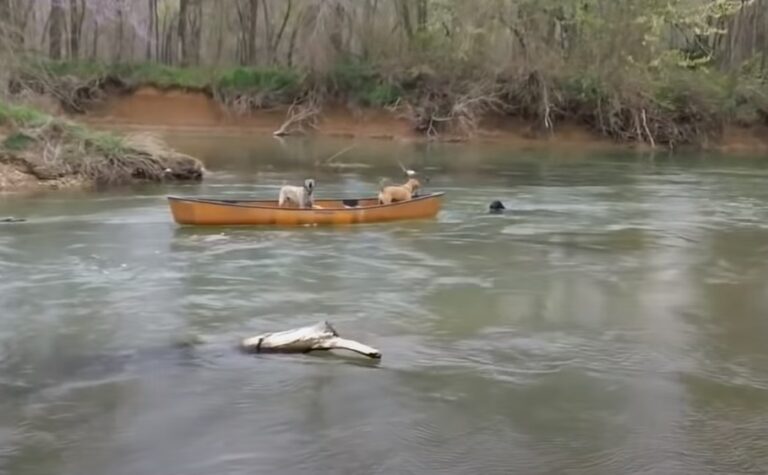 (VIDEO)Two Scared Dogs Are Trapped In A Canoe. When I Saw Who Came To Their Rescue, I Was Blown Away!