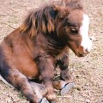 (VIDEO)He Spots A Tiny Horse Sitting All By Itself. When He Gets Closer, He Can’t Believe It