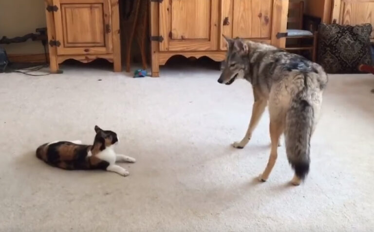 (VIDEO)Coyote Looks Like He’s About To Eat The Kitty, But Keep Watching… This Is The Best Thing Ever, Awww!!