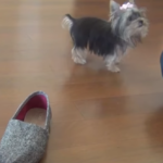 (VIDEO)Owner Let Her Shoe On The Floor. Look What Her Puppy Did With It, It’s Amazing!