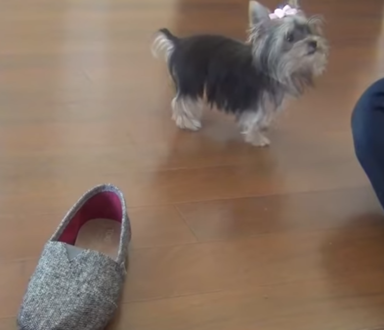 (VIDEO)Owner Let Her Shoe On The Floor. Look What Her Puppy Did With It, It’s Amazing!