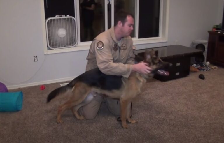 (VIDEO)They tell the German Shepherd to turn around, he has no idea his soldier father is home from deployment