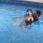 (VIDEO)He Put His Sick, Old Dog In The Pool. When I Realized Why, My Heart Melted!