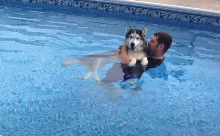 (VIDEO)He Put His Sick, Old Dog In The Pool. When I Realized Why, My Heart Melted!