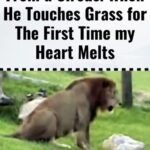 (VIDEO)Lion Was Rescued From a Circus. When He Touches Grass for The First Time my Heart Melts