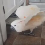 (VIDEO)Watch As This Cockatoo Tells Dad About The Cat. What It Was About? Lol I Can’t Stop Laughing!