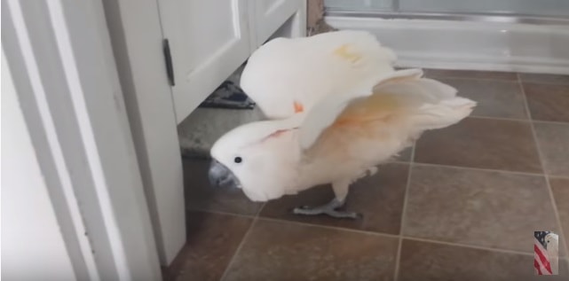 (VIDEO)Watch As This Cockatoo Tells Dad About The Cat. What It Was About? Lol I Can’t Stop Laughing!