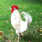 (VIDEO)One Early Morning, a Rooster Began Crowing. But When You Hear Him? I Can’t Believe My Ears!