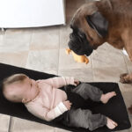 (VIDEO)Dancing Dog Entertains Baby and The Belly Laughs Are Epic!