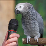 (VIDEO)Parrot is asked how he views himself. I fell out of my chair at his answer!