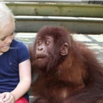 (VIDEO)She Grows Up With Gorillas. 12 Years Later When They’re Reunited? This Left Me Speechless!