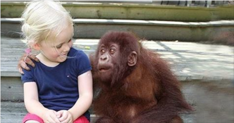 (VIDEO)She Grows Up With Gorillas. 12 Years Later When They’re Reunited? This Left Me Speechless!