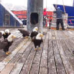 (VIDEO)Fisherman feeding a flock of majestic eagles gets a huge shock when he looks to his left