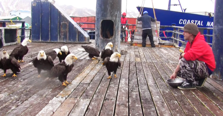 (VIDEO)Fisherman feeding a flock of majestic eagles gets a huge shock when he looks to his left