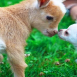 (VIDEO)That Chihuahua Puppy Thinks She’s One of The Goats. Keep an Eye out For What She Does! Lol