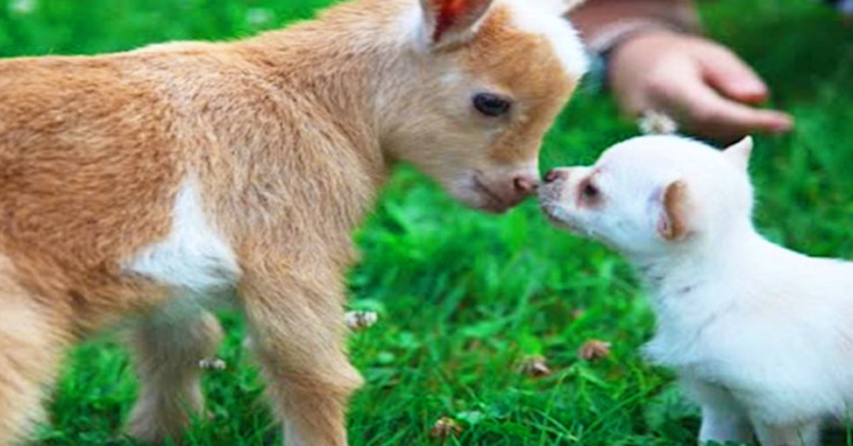 (VIDEO)That Chihuahua Puppy Thinks She’s One of The Goats. Keep an Eye out For What She Does! Lol