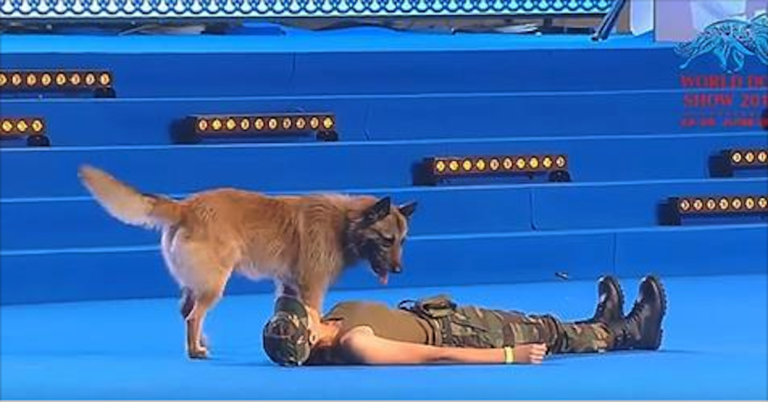 (VIDEO)Woman Falls To The Ground During Competition. Dog’s Next Move Is Putting Tears In Everyone’s Eyes