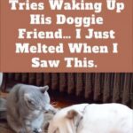 (VIDEO)Watch The Cat’s Reaction When He Tries Waking Up His Doggie Friend… I Just Melted When I Saw This.