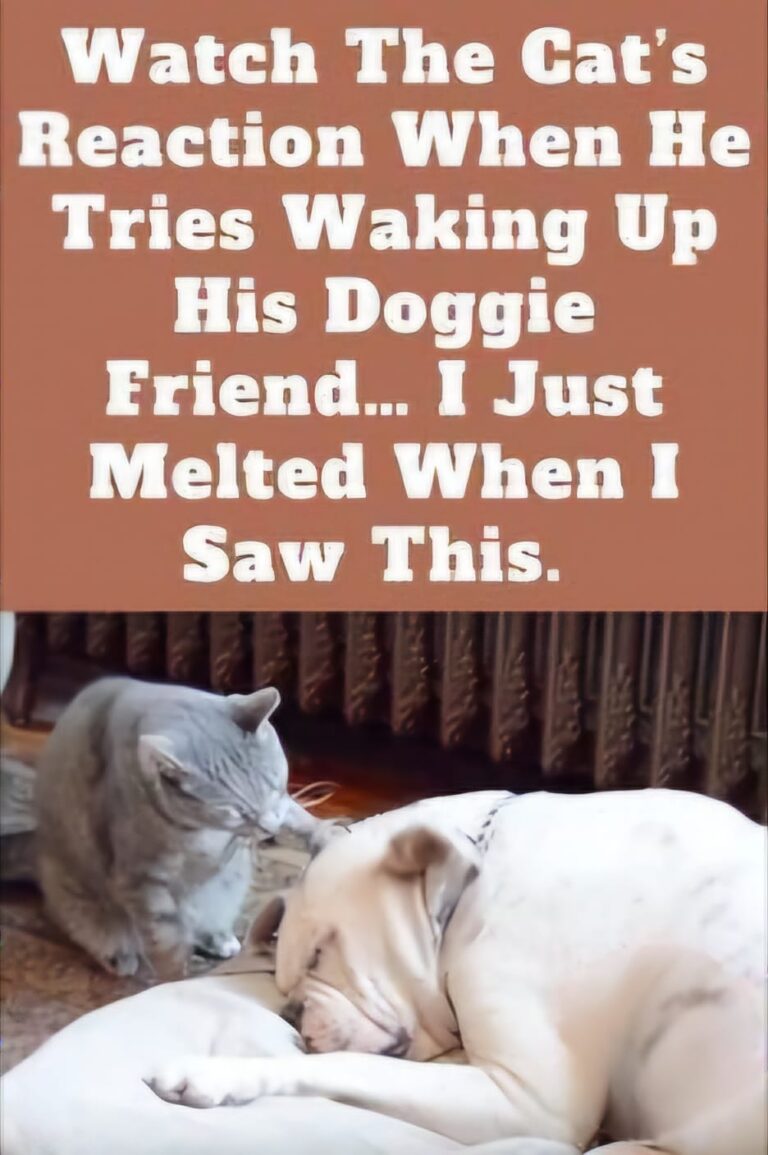 (VIDEO)Watch The Cat’s Reaction When He Tries Waking Up His Doggie Friend… I Just Melted When I Saw This.