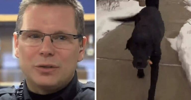 Distressed Dog Begs Cop To Follow Him – A Quick Look At A House’s Balcony Makes Both Of Them Heroes