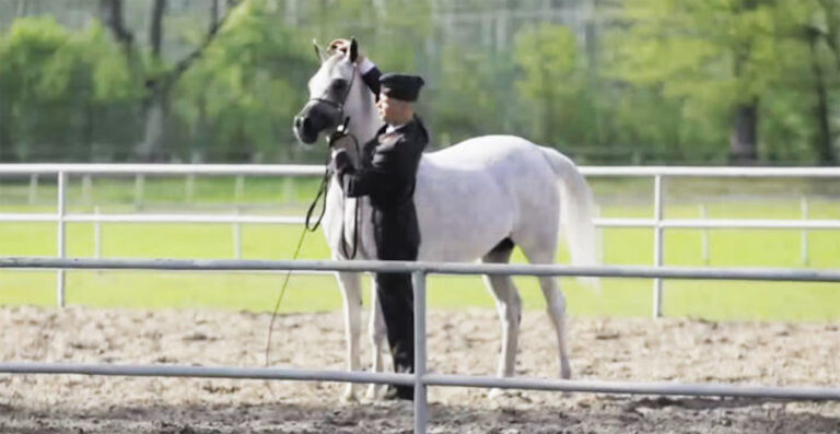 (VIDEO)He Takes Off His Reins And Sets Him Free. Now Keep Your Eyes On The PERFECT Horse…