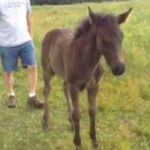 (VIDEO)Poor Man Gets Chased By A Baby Horse. But What The Horse Did Next? I Can’t Stop Laughing!