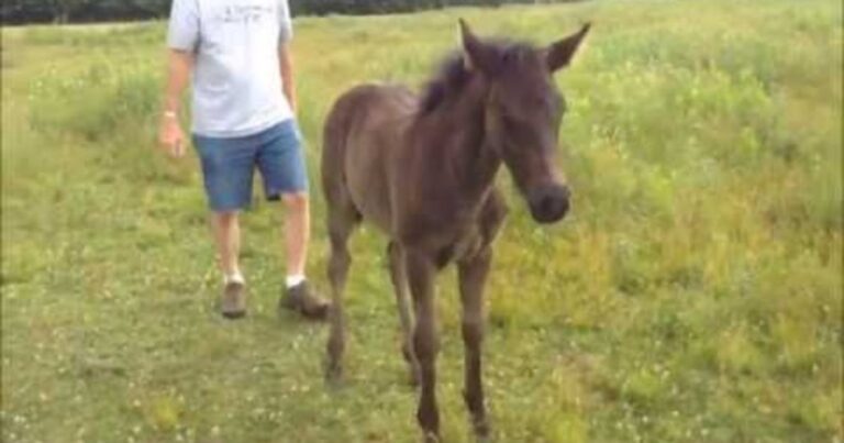 (VIDEO)Poor Man Gets Chased By A Baby Horse. But What The Horse Did Next? I Can’t Stop Laughing!