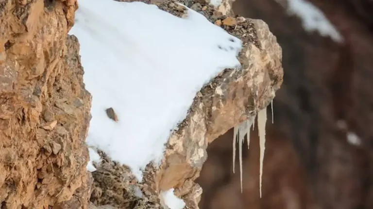 People Are Seriously Struggling To Find The Snow Leopard In This Photo